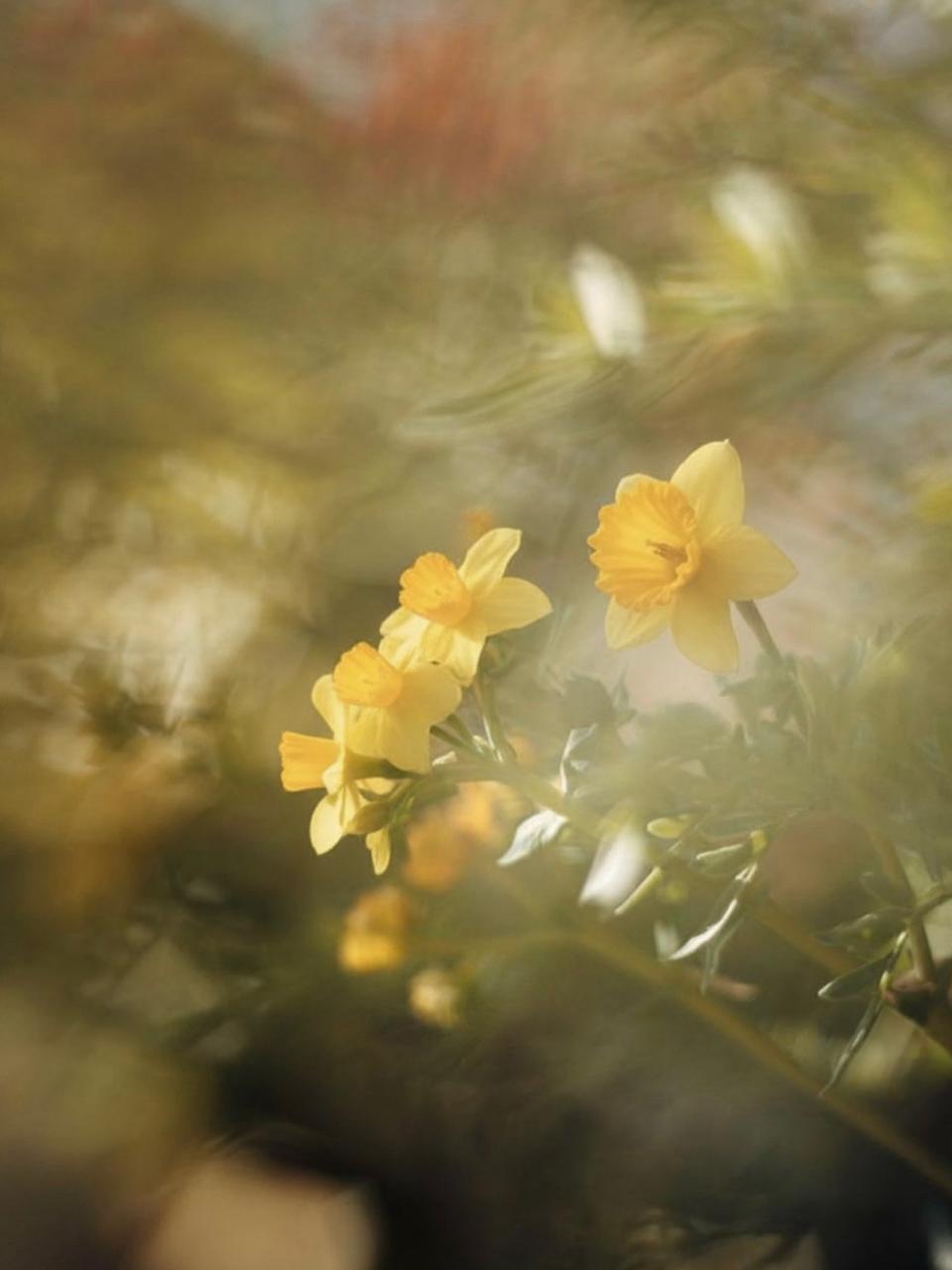 Soft-focus daffodils in golden light