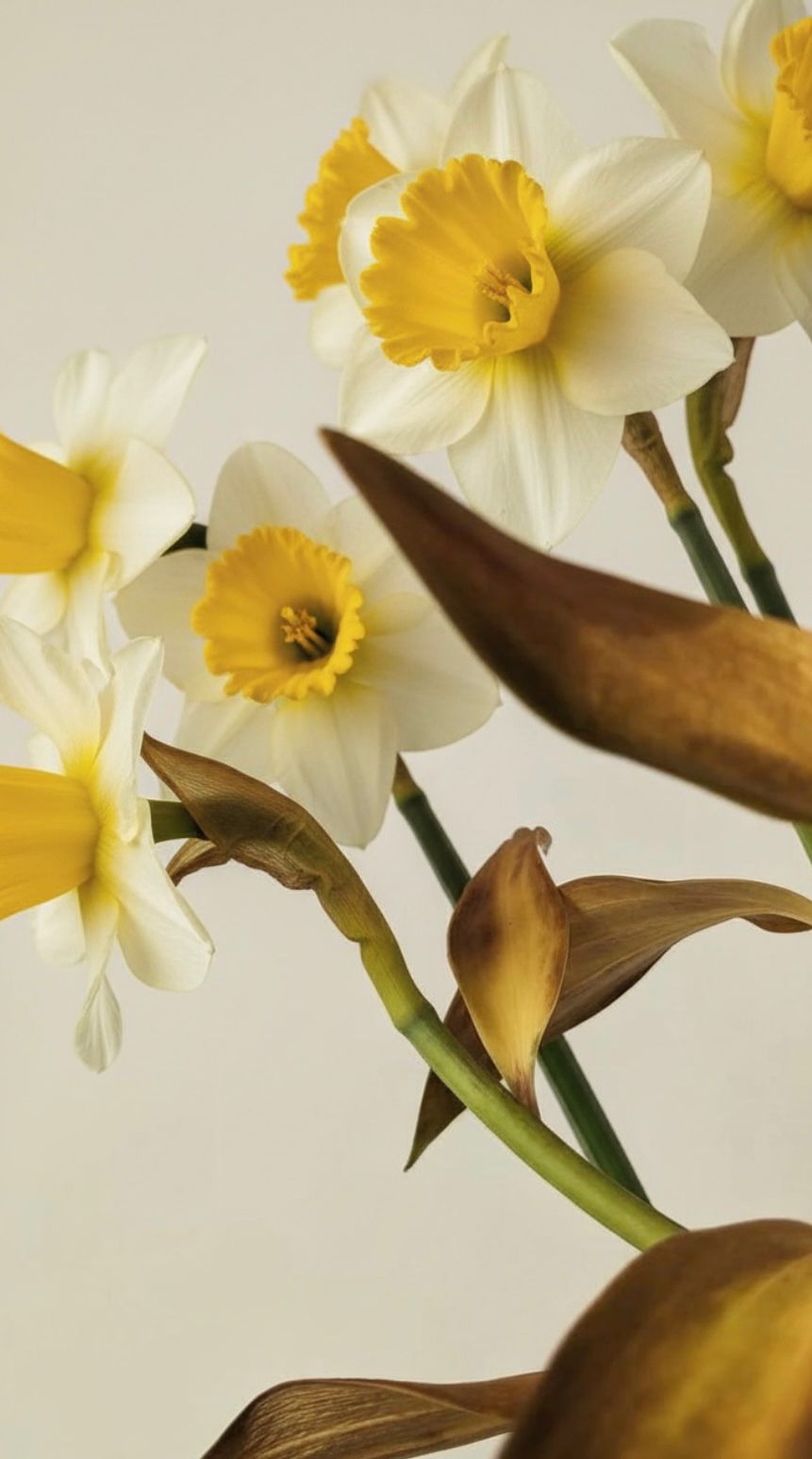 Close-up of white and yellow daffodils
